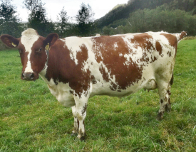 Photo of the mother of  Norwegian Red sire12027 Storflor