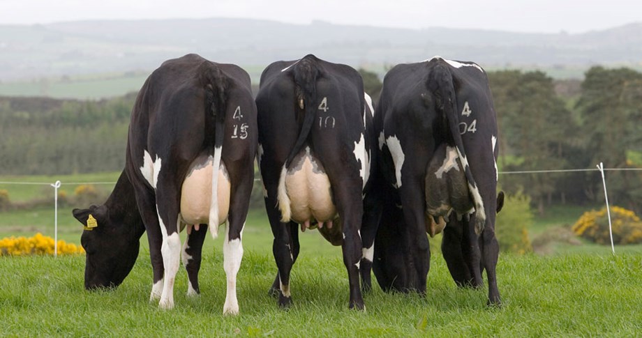 Photo of three Norwegian Red x Holstein-Friesian crossbreds in Ireland. 