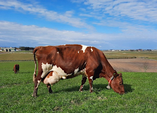 cow-timpelen.jpg