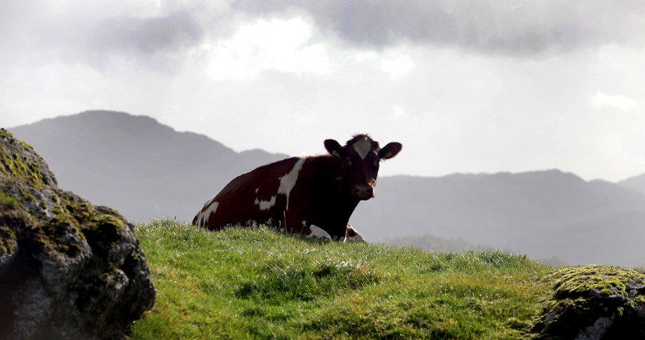 Norwegian Red lying down atop a hill