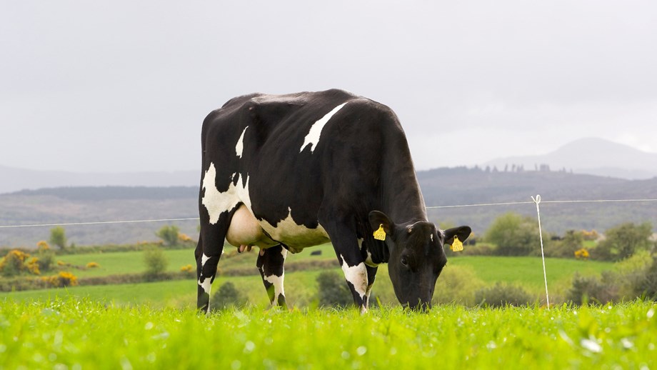 Photo of a grazing Norwegian Red crossbred cow in Ireland.