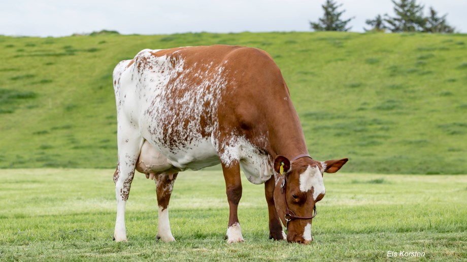 Photo of a grazing Norwegian Red crossbred cow.