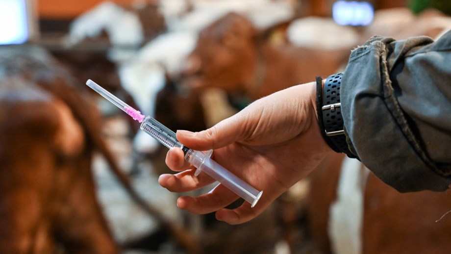Photo of syringe and cows in the background