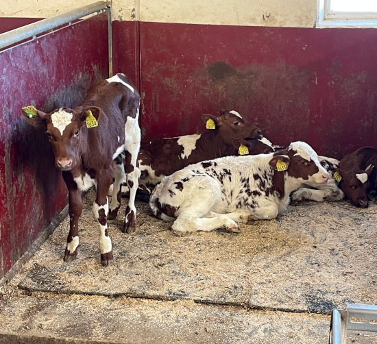 Photo of calves in the barn.