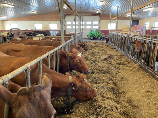 Photo of cows eating roughage in the barn