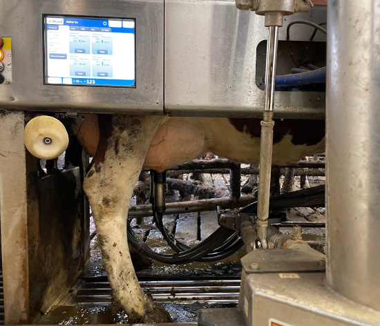 Photo of a cow in milking robot.