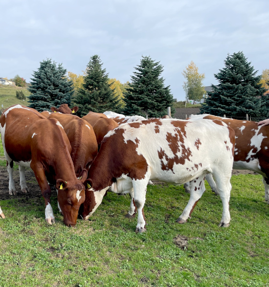 Heifers-550.jpg