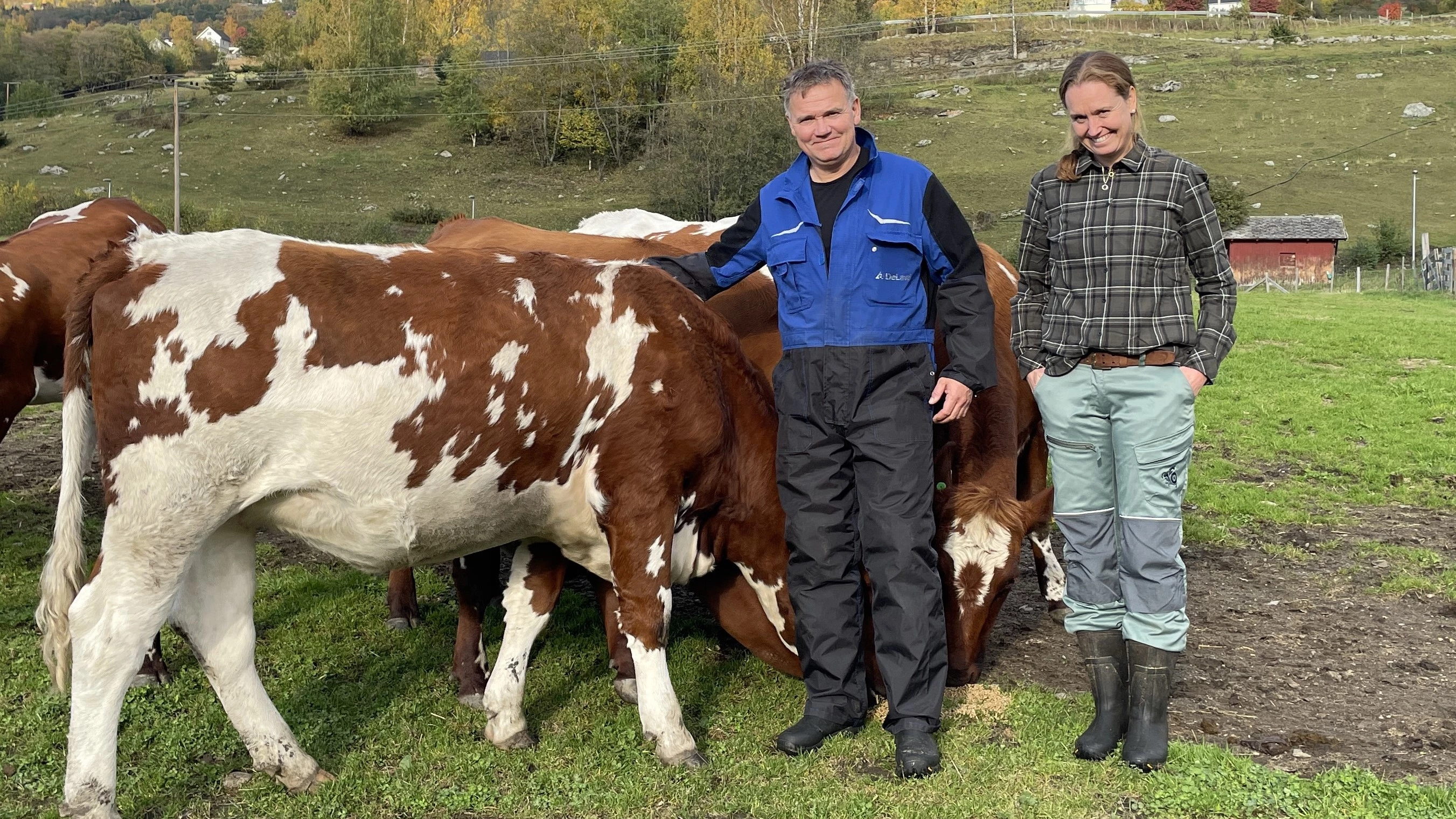 Stian Løvik and Bente Bogen with some of their Norwegian Red heifers. Photo: Diego Galli