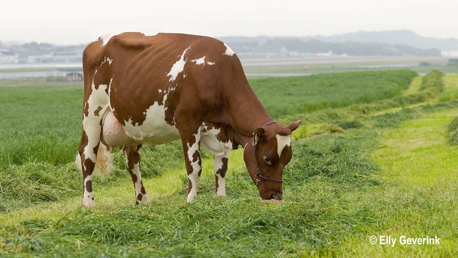 A Norwegian Red cow in a green field.