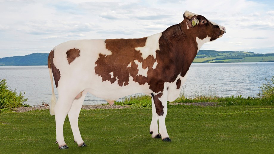 Photo of NR sire 12222 NR Skoien.