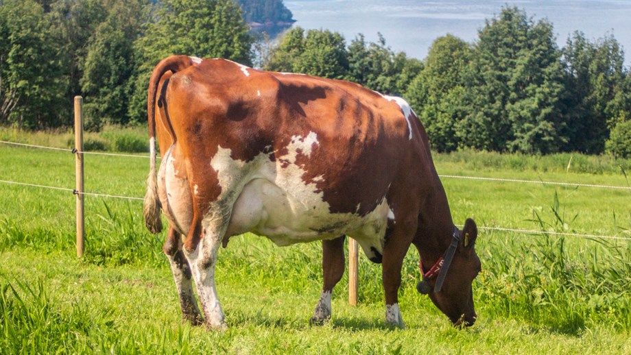 Photo of a grazing cow. 