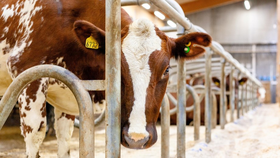 Photo of cow inside barn looking at the camera