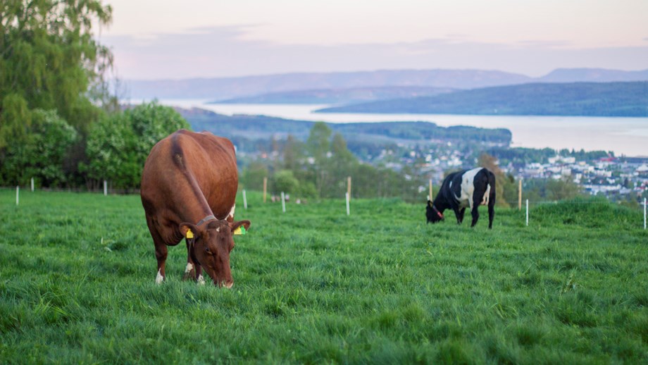 Two Norwegian Red cows grazing.