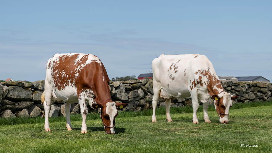 Two Norwegian Red cows grazing.