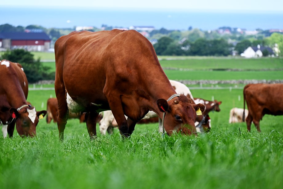 Norwegian Red cows on pasture