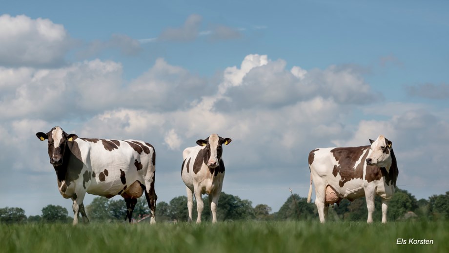 Photo of Norwegian Red x Fleckvieh x Holstein crossbred cows. 