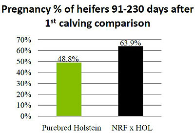 Figure-3_Pregnancy-percent-of-heifers-91-230-days-400-pix.jpg