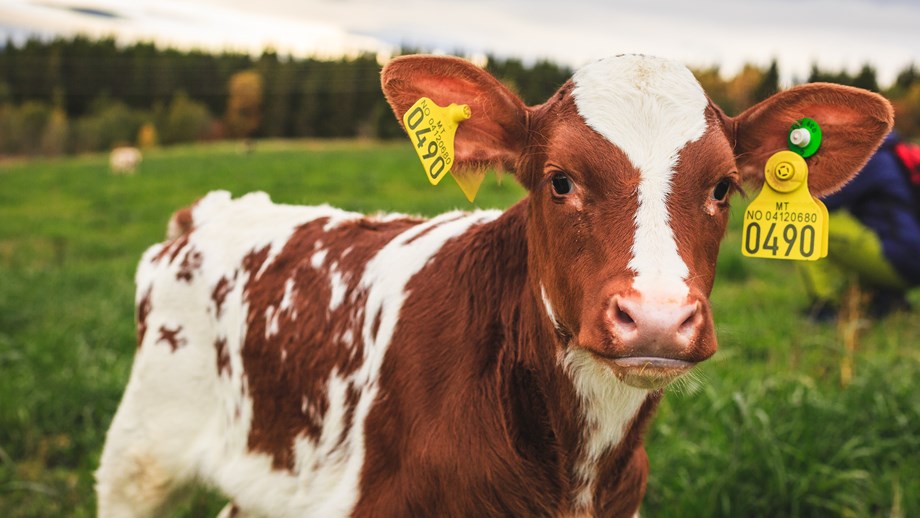 Norwegian Red calf