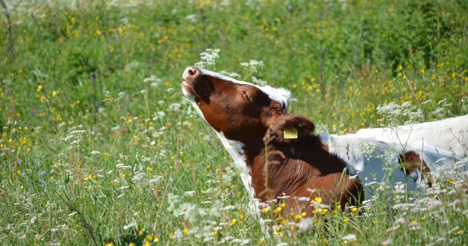 Photo of Norwegian Red heifer enjoying the sun lying down in the grass.