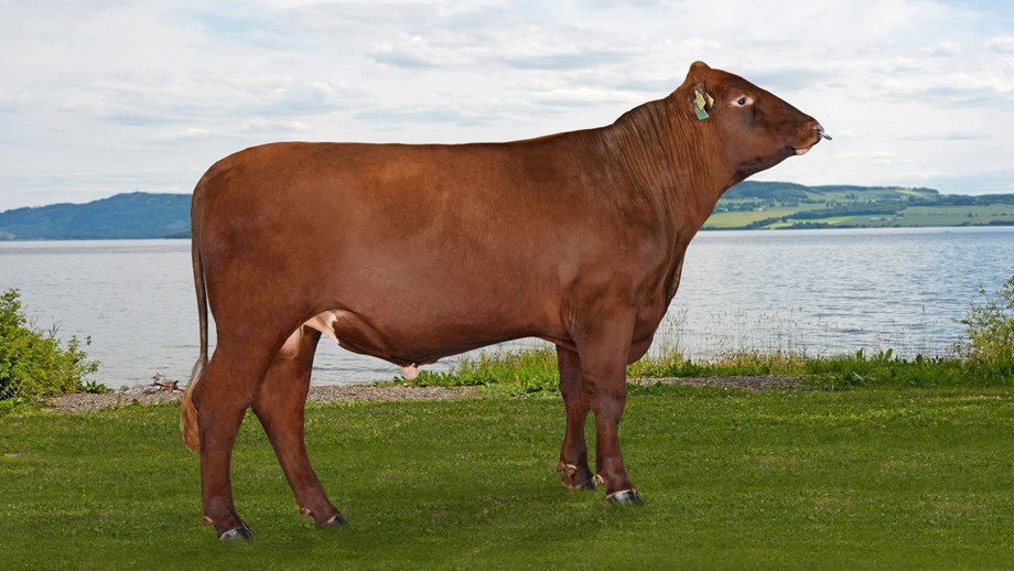 Photo of a polled Norwegian Red bull, 12139 Aland-PP .