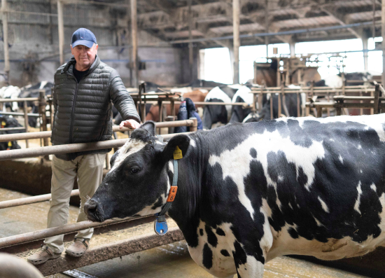 Polish dairy farmer Mr. Pontus with his crossbreds cows