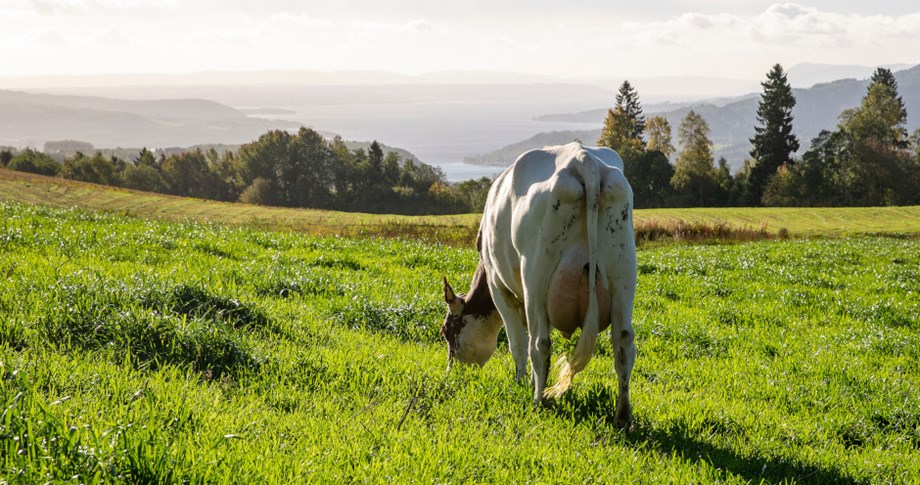 Norwegian Red cow in a green field.