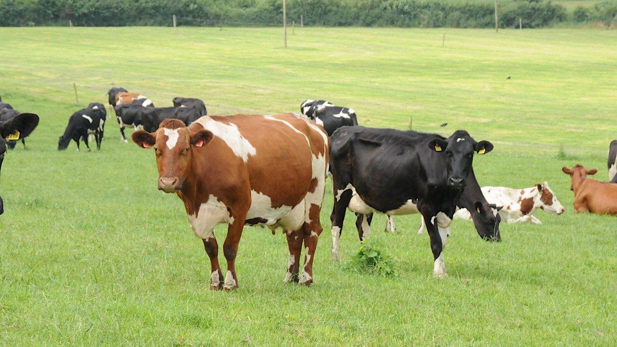 Northern Ireland Onfarm dairy cow study Norwegian Red