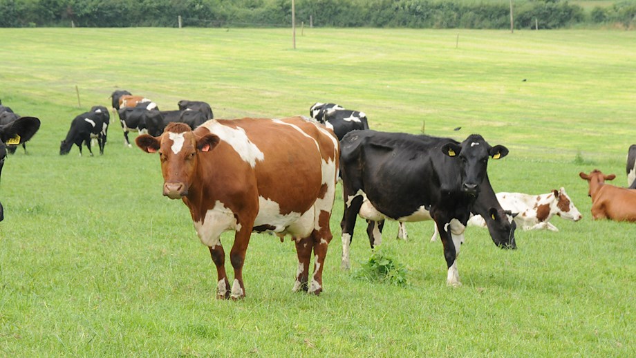 Photo of cows from the Northern Ireland dairy cow project.