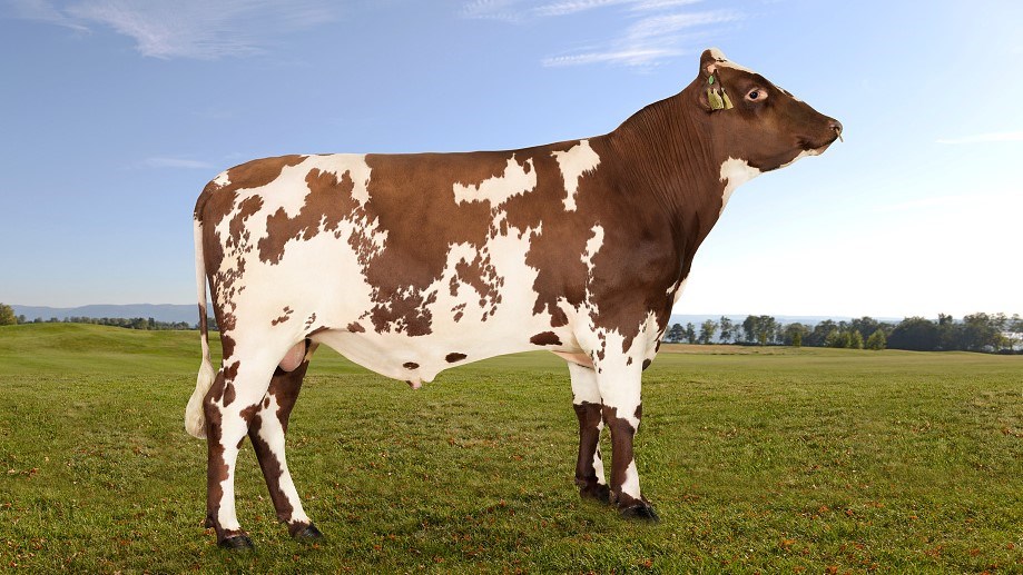 Picture of 12228 NR Finsland-P who is a new high production bull.