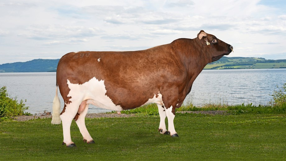 Photo of Norwegian Red bull 11690 Roen