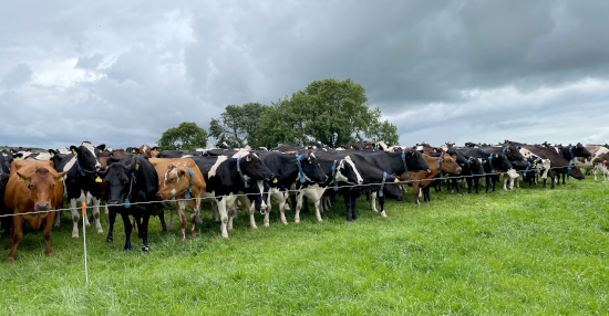 Photo of rossbred herd at Clonnoe Farm standing behind the fence.