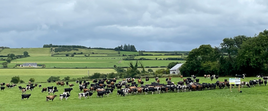 Photo of Crossbred herd at Clonnoe Farm.