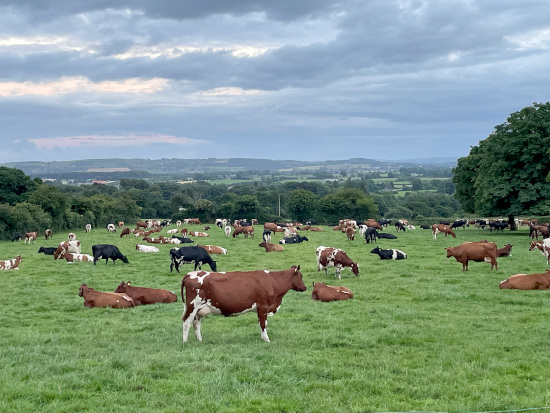 Photo of Norwegian Red cows at Dunne farm