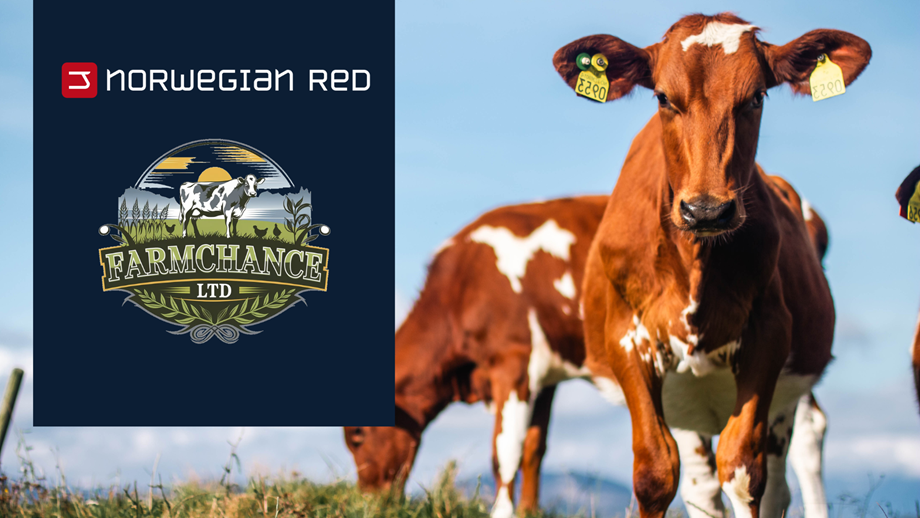 Photo of Norwegian Red heifers and a block with Norwegian Red and FarmChance Ltd logos