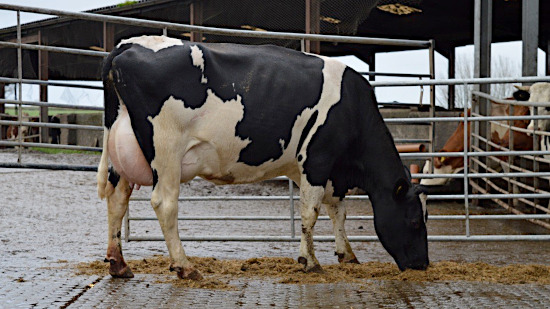 Photo of a Norwegian Red on Holstein dam in UK