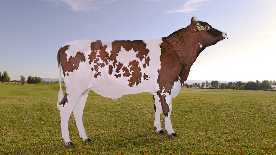 Photo of Norwegian Red sire 12197 Haflingerhoff.