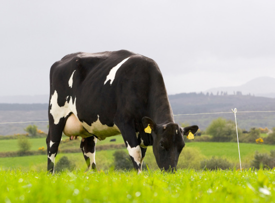 Norwegian Red x Holstein cow grazing in Ireland.