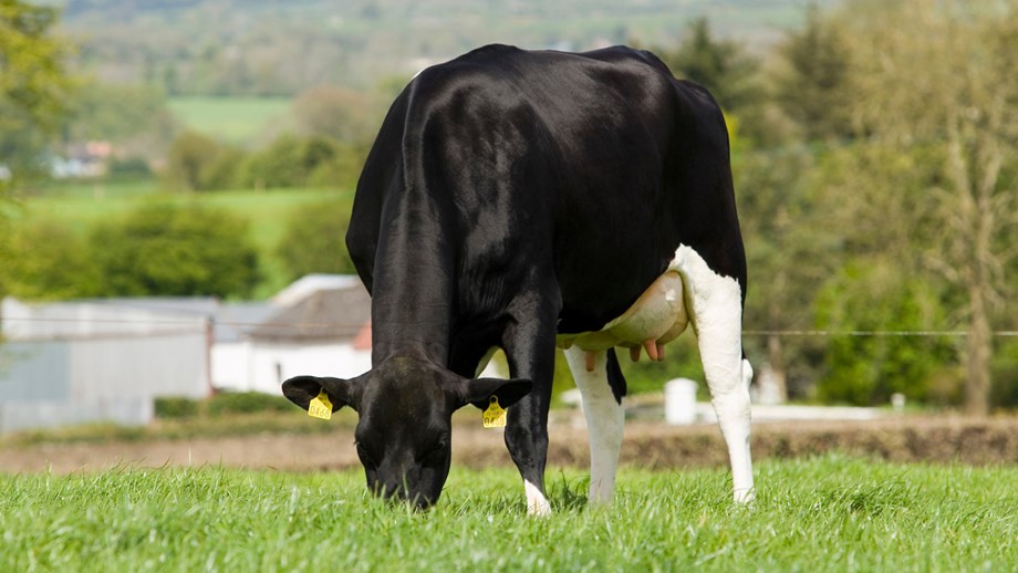 Photo of a Norwegian Red crossbred grazing on green grass. 