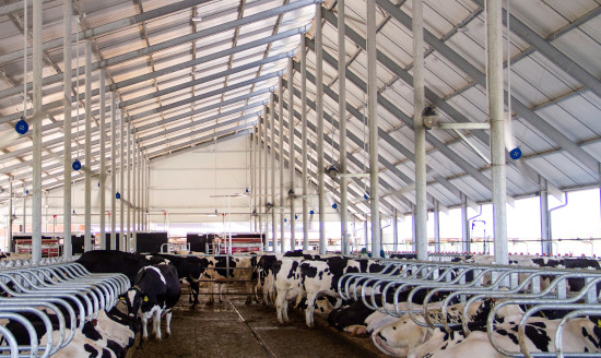 Milking robots, cooling fans and wide spaces for top cow welfare. 