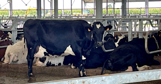 Bozzini farm - Norwegian Red x Holstein crossbred in 3rd lactation.