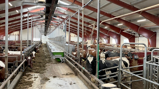 In the barn of Eklo/Jermstad dairy farm.