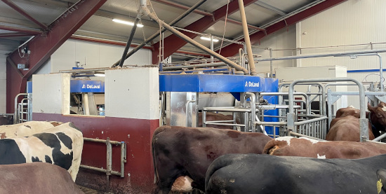 Cows are milked with 2 robots .JPG