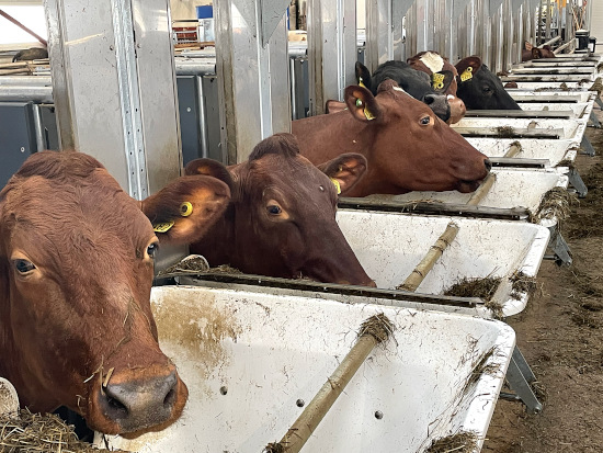Every cow is monitored on the daily amount of feed they intake550.jpg