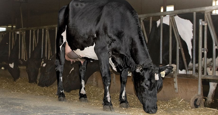 Photo of crossbred Norwegian Red x Holstein cow in Alberta, Canada.
