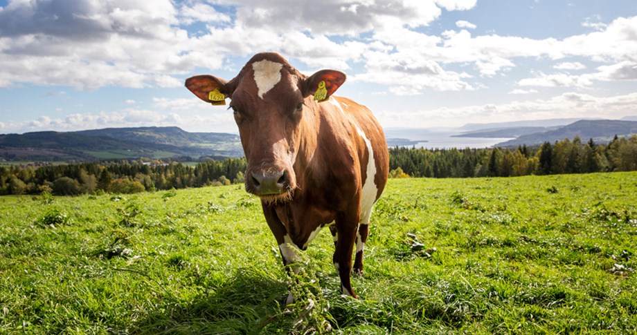 Photo of a Norwegian Red cow in a field of grass.