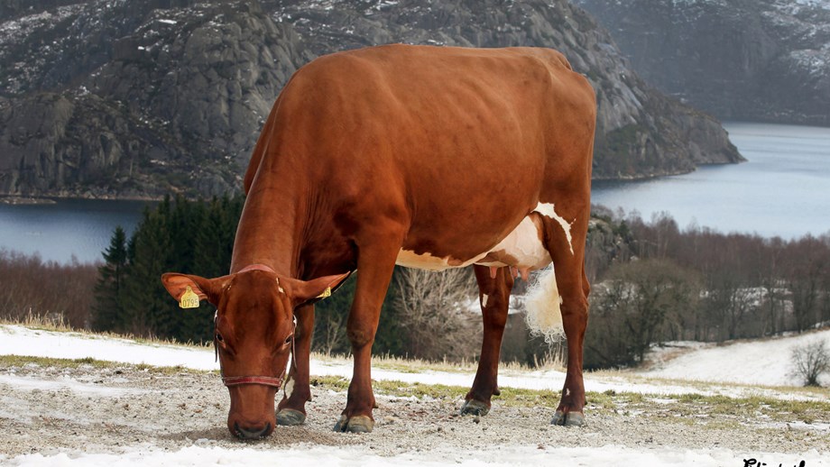 Photo of a Norwegian Red cow in winter