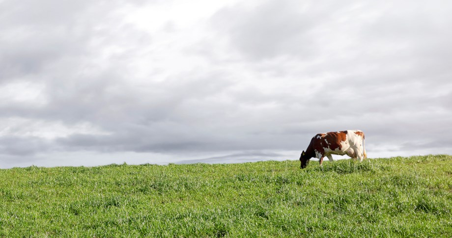 Photo of cow on green grass under a cloudy sky. 