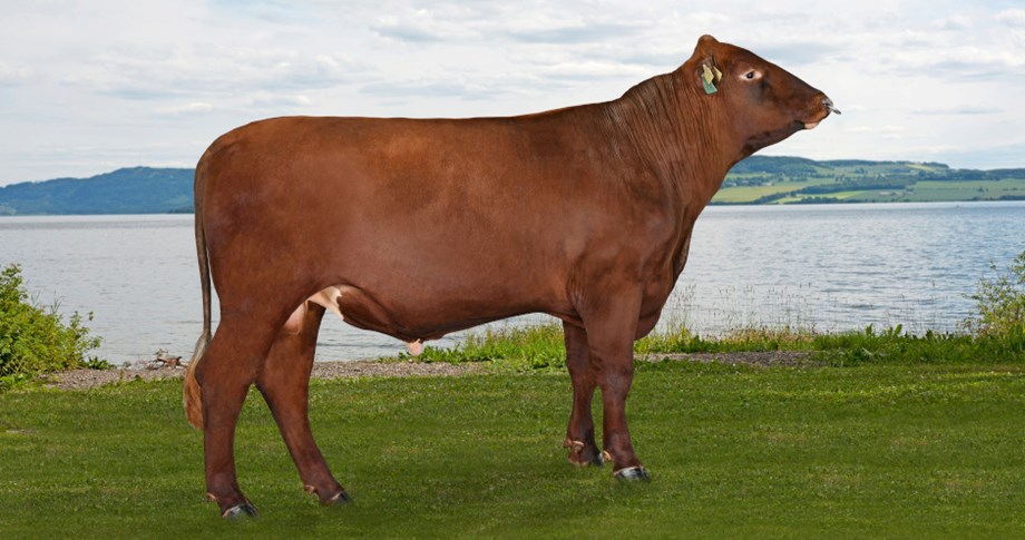Photo of Norwegian Red bull 12139 Aaland PP