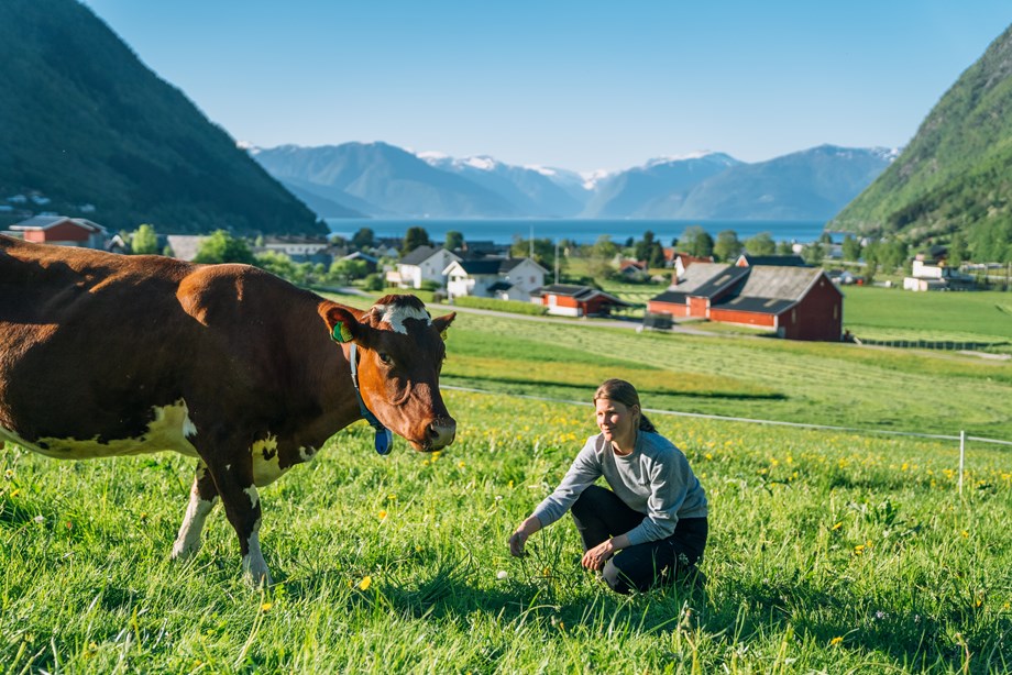 Picture of cow and farmer on Vange farm, Norway