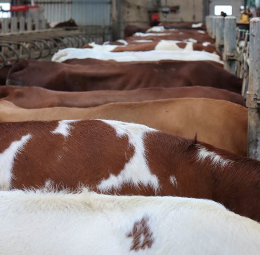 Great uniformity of NR cows from Timepelen farm (smaller).jpg